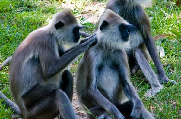 Šri Lanka – Indijos vandenyno perlas, dieviškasis Edeno sodas su poilsiu kurorte prie Indijos vandenyno 13d.