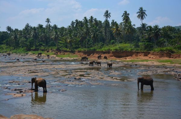 Naujametė Šri Lanka su poilsiu kurorte prie Indijos vandenyno 13d.