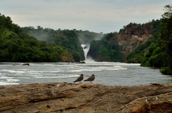 Uganda - Ruanda. Laukinių stebuklų keliais – nuo pasaulio audrų iki primatų sostinės 14d.
