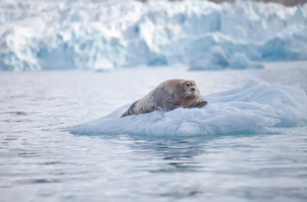 Kruizinė kelionė po Špicbergeno archipelagą su vadovu iš Lietuvos 10d.