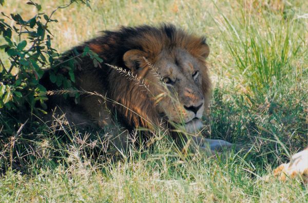 Nuotykių safaris po Rytų Afriką: Kenija - Tanzanija, aplankant garsiausius šių šalių laukinės gamtos nacionalinius parkus ir rezervatus 11d.