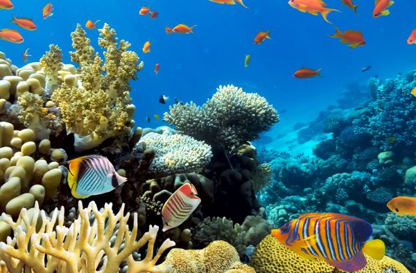 Nepamirštamos atostogos Maldyvuose! Skrydis, pervežimas ir 7 n. viešbutyje ELLAIDHOO MALDIVES BY CINNAMON 4* su "viskas įskaičiuota"