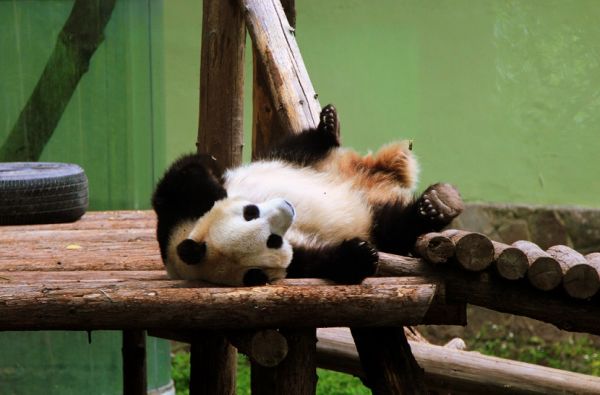 Nuotraukos autorius: Juris Bergins. 2015 05 14 kelionė