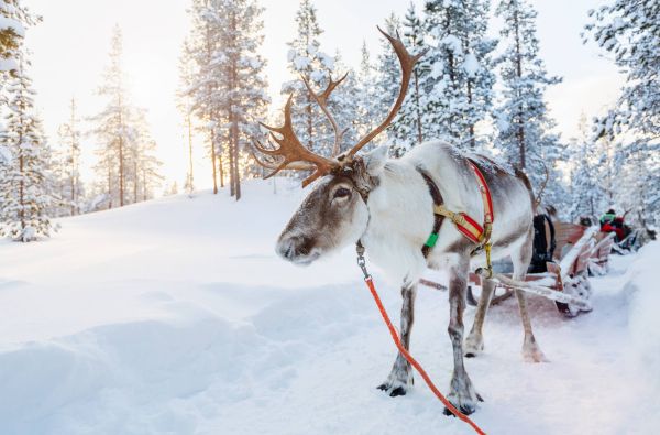 Kelionė į Laplandiją pas Kalėdų senelį