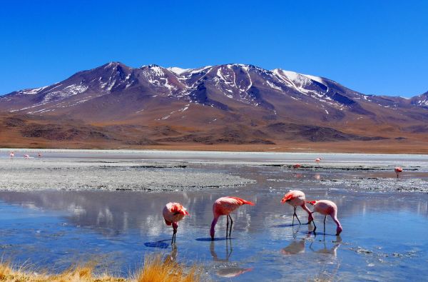 Peru - Bolivija, aplankant Ujūnio druskos „sniegynus“, Vaivorykštinius kalnus ir Amazonės baseino džiungles 18d. (21d.)