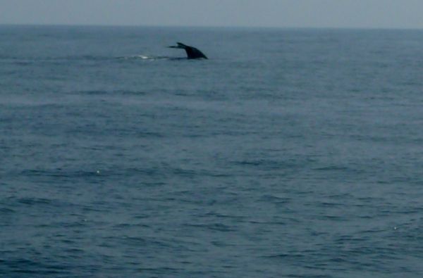 Šri Lanka – Indijos vandenyno perlas, dieviškasis Edeno sodas su poilsiu kurorte prie Indijos vandenyno 13d.