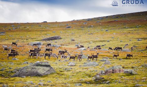 Norvegija. Jotunheimeno NP.