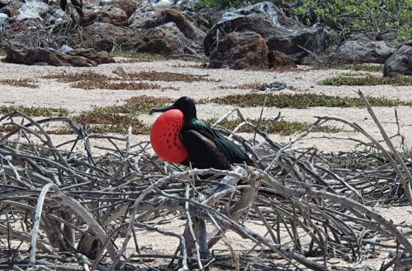 Ekvadoras. Galapagų salos.