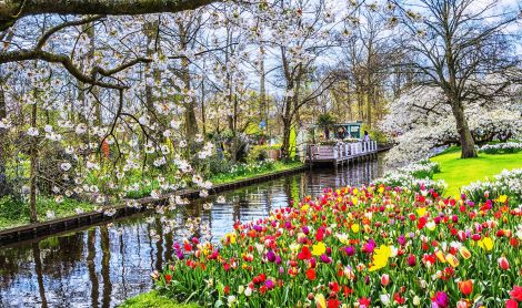 Olandija. Keukenhofas.