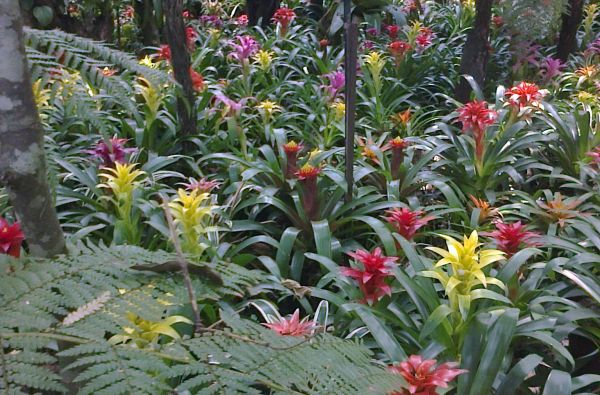 Brazilijos ekspresas – megapolių pulsas ir Eldorado paieškos Amazonės džiunglėse 15d.