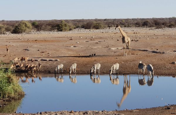 Namibija - „šypsena Afrikos veide“. Laukinės gamtos nuotykių safaris 13d.