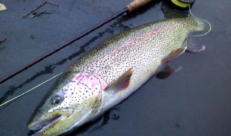 Ekspedicija į Aliaską II su žvejyba Kenai upėje