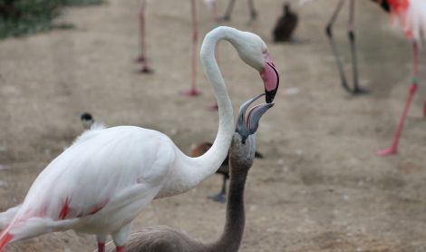 Dvūr Kralovė zoologijos parkas