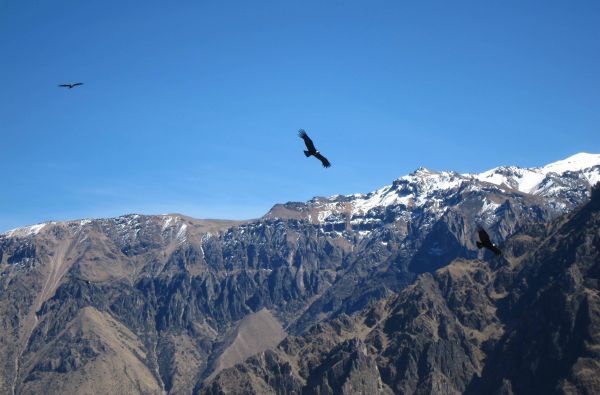 Klasikinė Peru: inkų paslaptys ir Andų didybė, aplankant Vaivorykštinius kalnus ir Amazonės baseino džiungles 14d. (17d.)