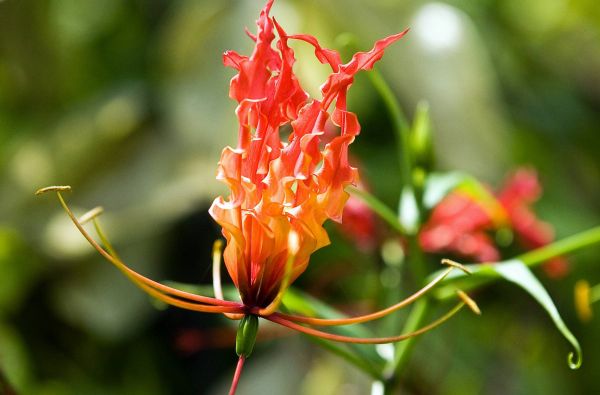 Šri Lanka – Indijos vandenyno perlas, dieviškasis Edeno sodas su poilsiu kurorte prie Indijos vandenyno 13d.