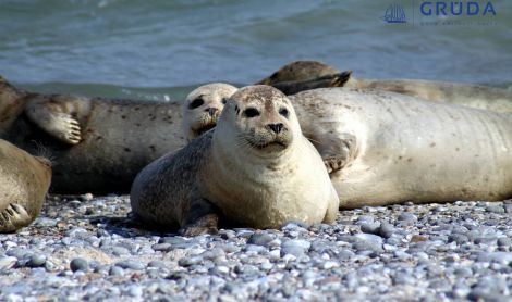 Vokietija. Helgolando sala.