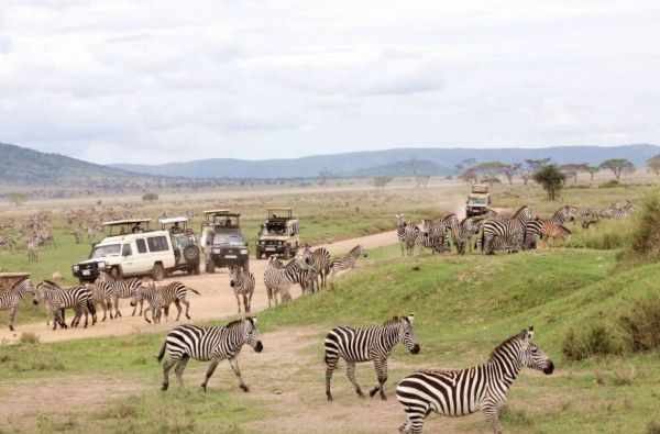 Nuotykių safaris po Rytų Afriką: Kenija - Tanzanija, aplankant garsiausius šių šalių laukinės gamtos nacionalinius parkus ir rezervatus 11d.