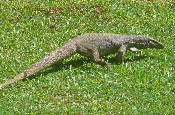 Šri Lanka – Indijos vandenyno perlas, dieviškasis Edeno sodas su poilsiu kurorte prie Indijos vandenyno 13d.