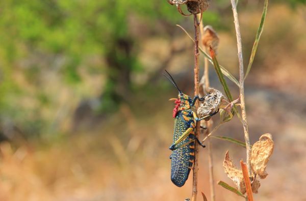 Madagaskaras - Mėnulio sala. Kelionės pratęsimas Reunjone, Mauricijuje, Seišeliuose 17d. (23d.)