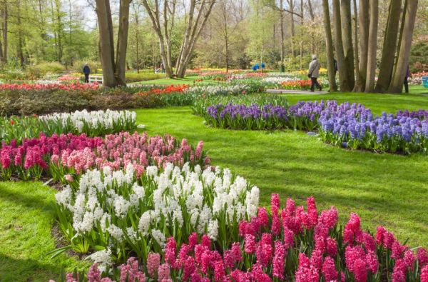 Pavasarinių gėlių žydėjimas Europos soduose 5d.