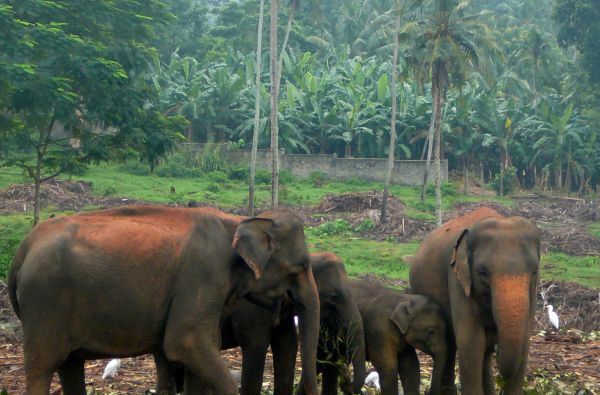 Šri Lanka – Indijos vandenyno perlas, dieviškasis Edeno sodas su poilsiu kurorte prie Indijos vandenyno 13d.