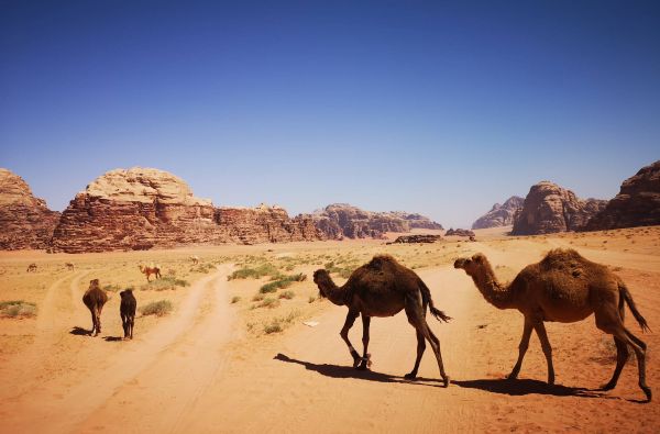 JORDANIJA - spalvos, istorija ir pasaulio stebuklai su poilsiu prie Raudonosios jūros 10d.