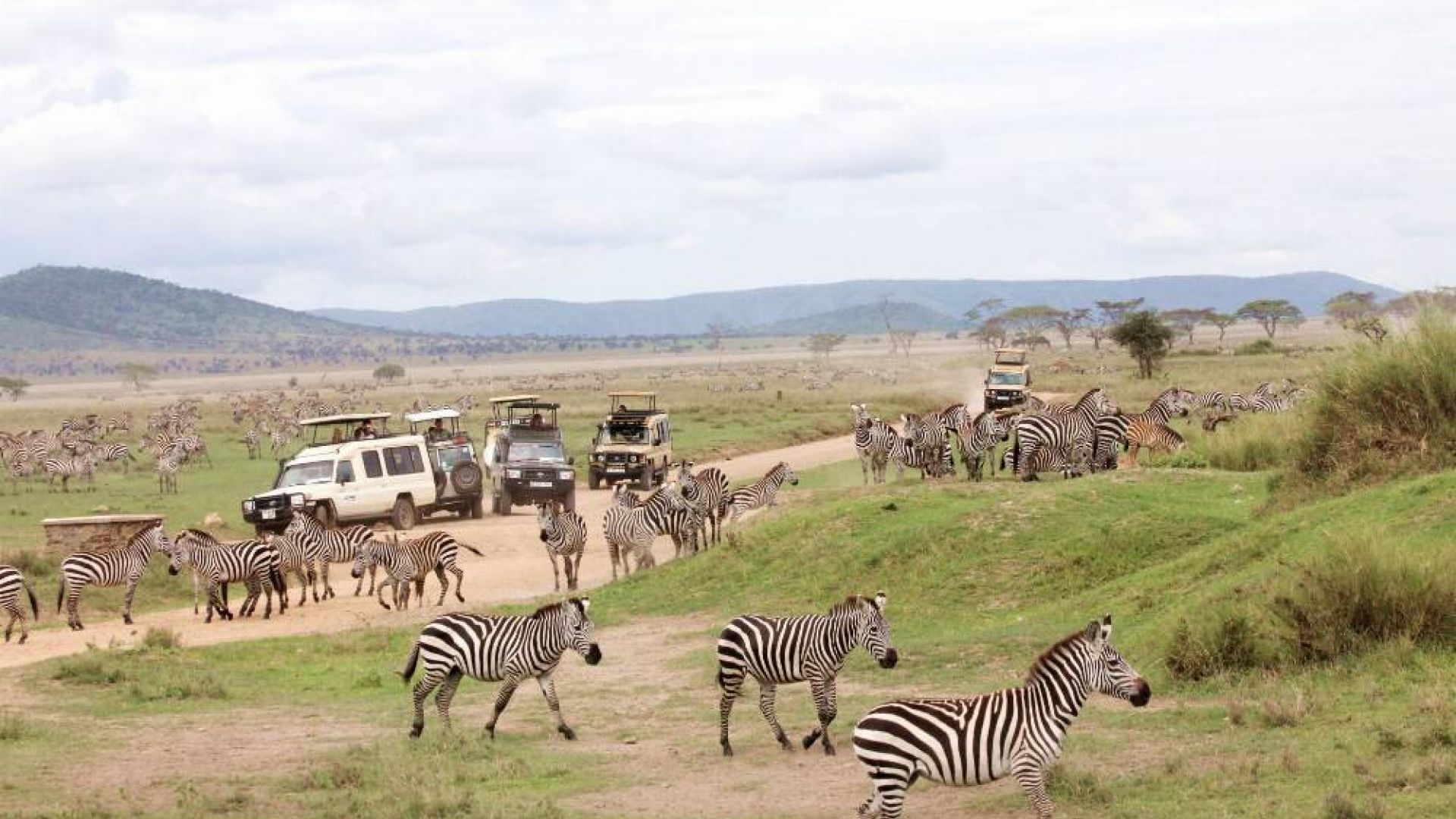 Serengetis – safarių rojus