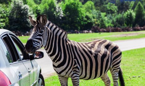 Vokietija. Serengečio safaris.