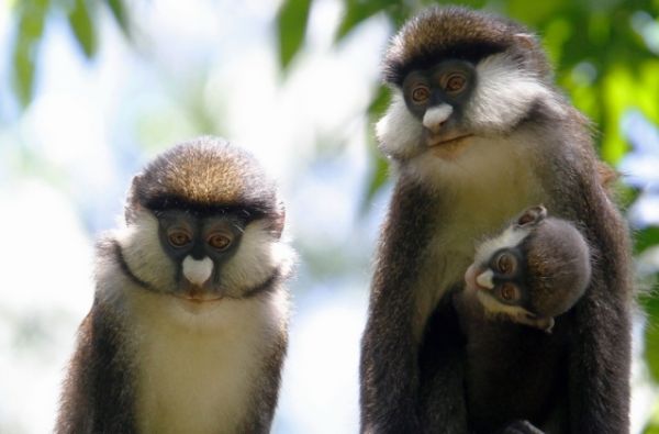 Uganda - Ruanda. Laukinių stebuklų keliais – nuo pasaulio audrų iki primatų sostinės 14d.