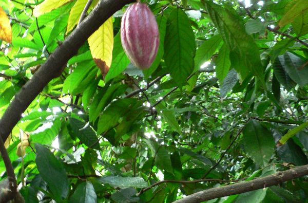 Šri Lanka – Indijos vandenyno perlas, dieviškasis Edeno sodas su poilsiu kurorte prie Indijos vandenyno 13d.