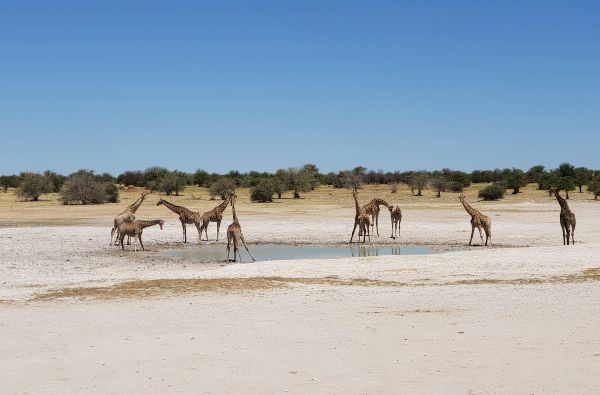 Namibija - Botsvana - Zimbabvė. Patyriminė kelionė ir laukinės gamtos nuotykių  safaris  po Juodąją Užsacharės Afriką 16d.