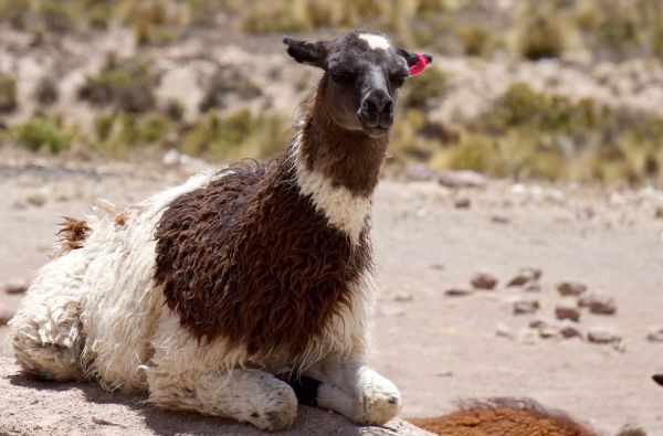 Peru - Bolivija, aplankant Ujūnio druskos „sniegynus“, Vaivorykštinius kalnus ir Amazonės baseino džiungles 18d. (21d.)