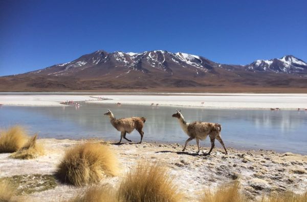 Peru - Bolivija, aplankant Ujūnio druskos „sniegynus“, Vaivorykštinius kalnus ir Amazonės baseino džiungles 18d. (21d.)