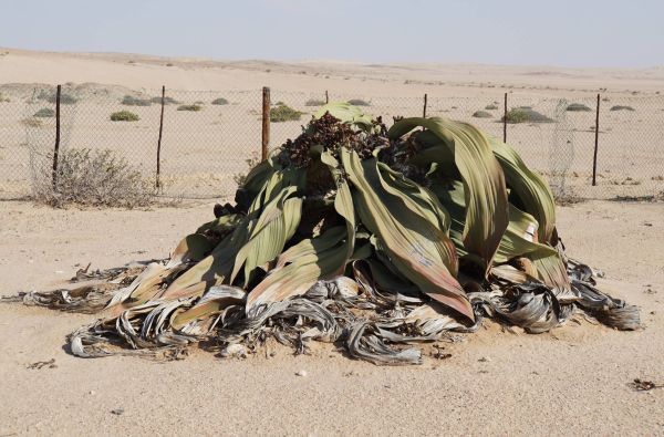 Namibija - Botsvana - Zimbabvė. Patyriminė kelionė ir laukinės gamtos nuotykių  safaris  po Juodąją Užsacharės Afriką 16d.