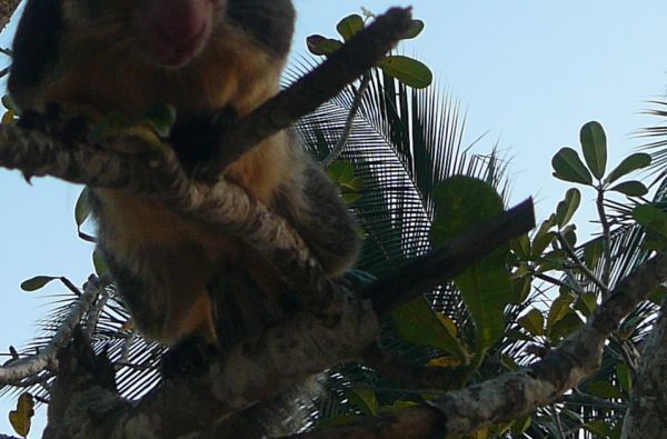 Šri Lanka – Indijos vandenyno perlas, dieviškasis Edeno sodas su poilsiu kurorte prie Indijos vandenyno 13d.