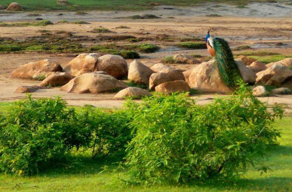 Šri Lanka – Indijos vandenyno perlas, dieviškasis Edeno sodas su poilsiu kurorte prie Indijos vandenyno 13d.