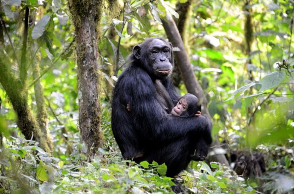Uganda - Ruanda. Laukinių stebuklų keliais – nuo pasaulio audrų iki primatų sostinės 14d.