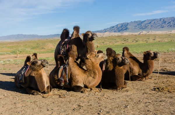 Mongolija. Klajoklių šalies paslaptys – nuo stepių iki mėlyno dangaus 15d.
