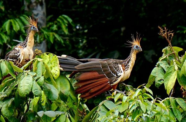 Peru - Bolivija, aplankant Ujūnio druskos „sniegynus“, Vaivorykštinius kalnus ir Amazonės baseino džiungles 18d. (21d.)