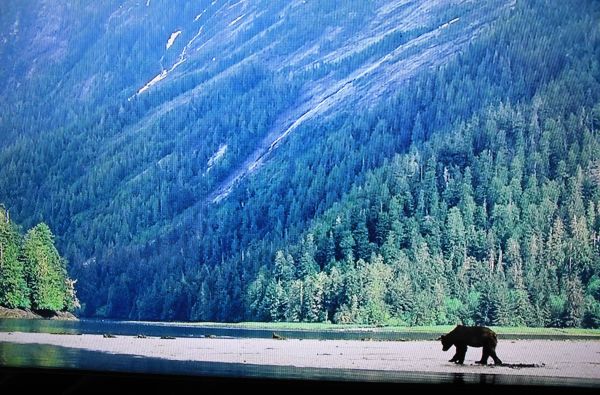 Kanada - Aliaska. Kelionės desertui – Kanados ir Aliaskos pakrančių kruizas* 14d. (21d.*)
