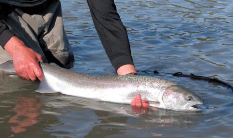 Ekspedicija į Aliaską II su žvejyba Kenai upėje