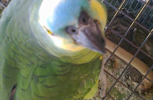 Brazilijos ekspresas – megapolių pulsas ir Eldorado paieškos Amazonės džiunglėse 15d.