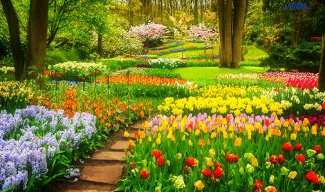 Olandija. Kaukenhofo sodas.