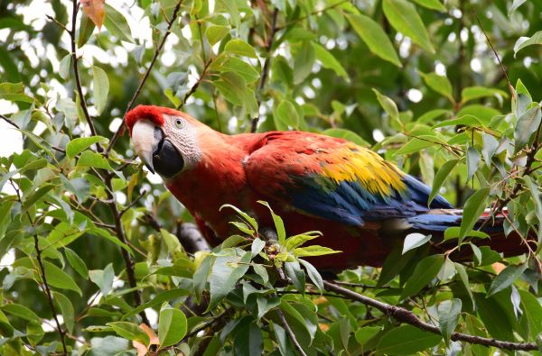 Peru - Bolivija, aplankant Ujūnio druskos „sniegynus“, Vaivorykštinius kalnus ir Amazonės baseino džiungles 18d. (21d.)