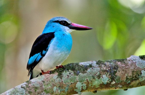 Uganda - Ruanda. Laukinių stebuklų keliais – nuo pasaulio audrų iki primatų sostinės 14d.