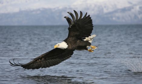 Kanados ir Aliaskos pakrančių kruizas ir turas po Aliaską iki Arkties vandenyno 16d.