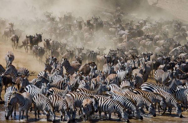 Nuotykių safaris po Rytų Afriką: Kenija - Tanzanija, aplankant garsiausius šių šalių laukinės gamtos nacionalinius parkus ir rezervatus 11d.