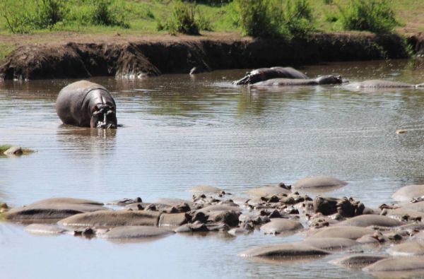 Nuotykių safaris po Rytų Afriką: Kenija - Tanzanija, aplankant garsiausius šių šalių laukinės gamtos nacionalinius parkus ir rezervatus 11d.