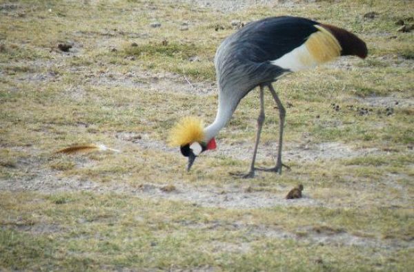 Nuotykių safaris po Rytų Afriką: Kenija - Tanzanija, aplankant garsiausius šių šalių laukinės gamtos nacionalinius parkus ir rezervatus 11d.