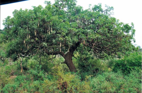 Nuotykių safaris po Rytų Afriką: Kenija - Tanzanija, aplankant garsiausius šių šalių laukinės gamtos nacionalinius parkus ir rezervatus 11d.